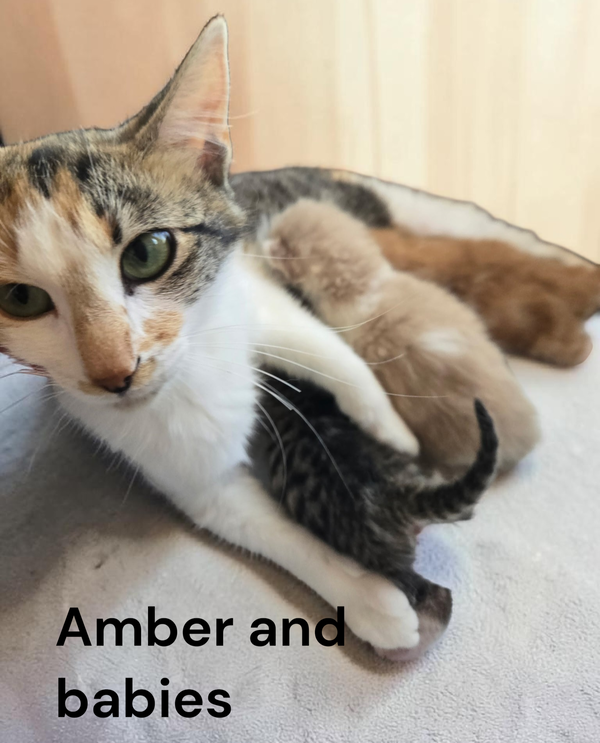 Amber