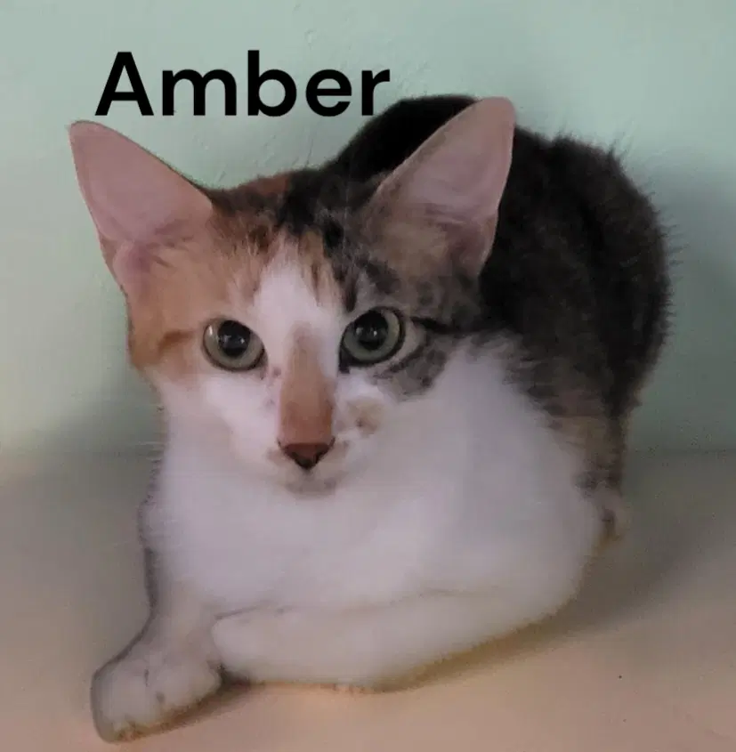 Amber - Dilute Calico