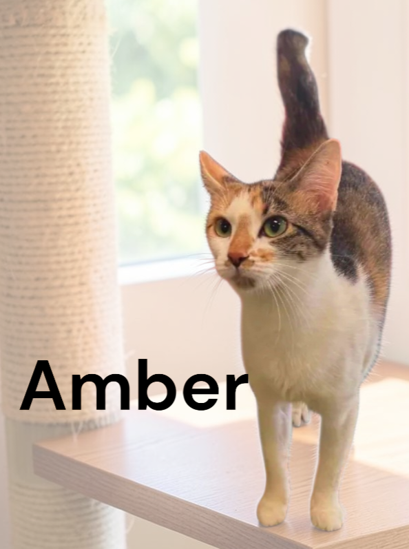 Amber