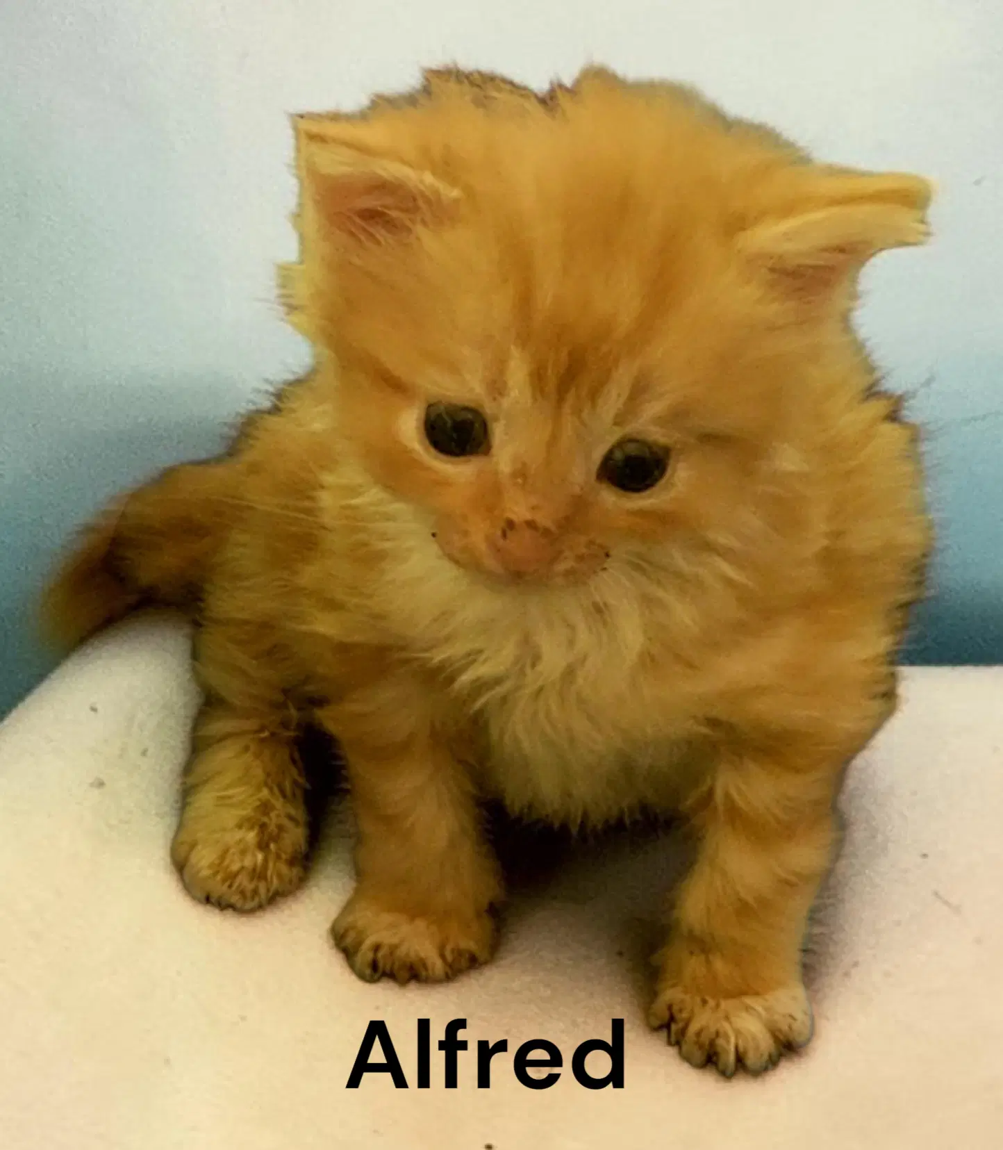 Alfred image 3