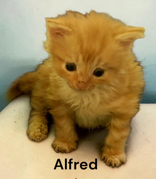 Photo 3 of Alfred