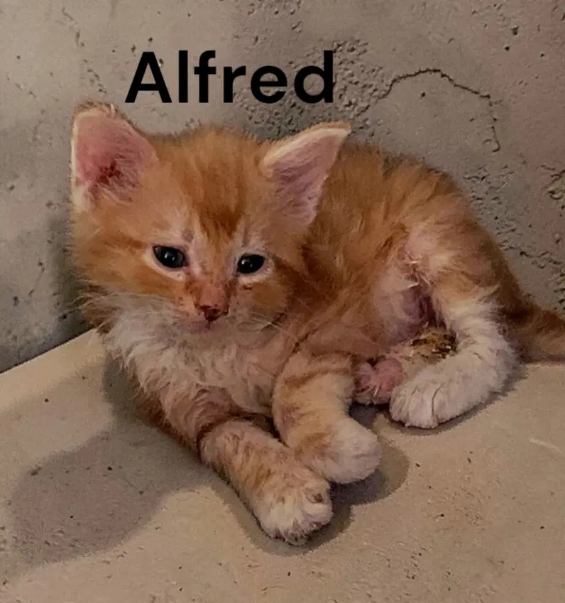 Alfred image 2