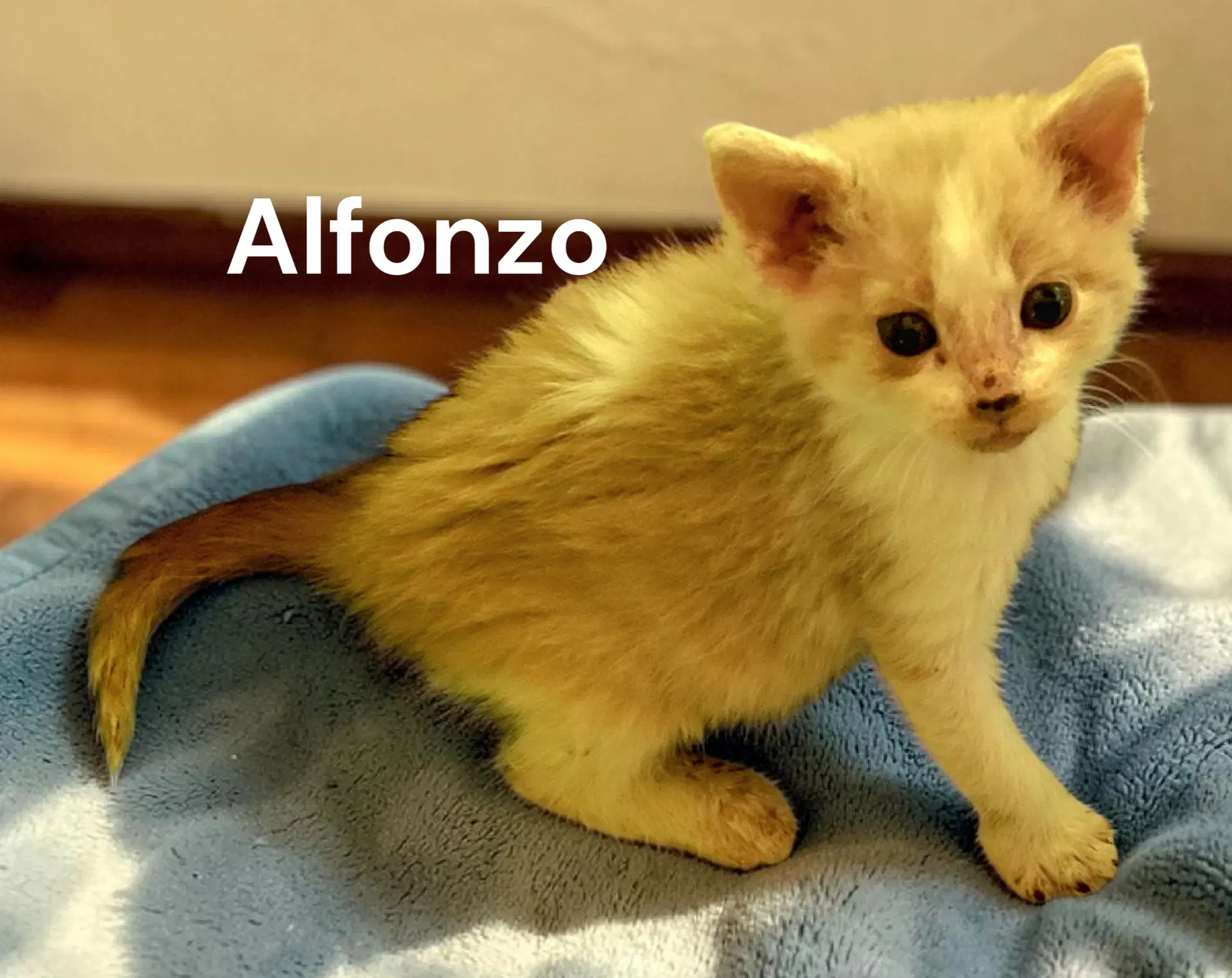 Alfonzo image 3