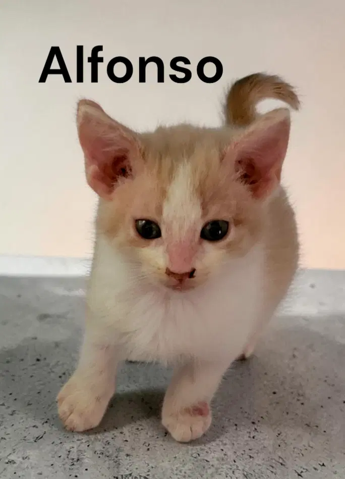 Alfonzo image 2