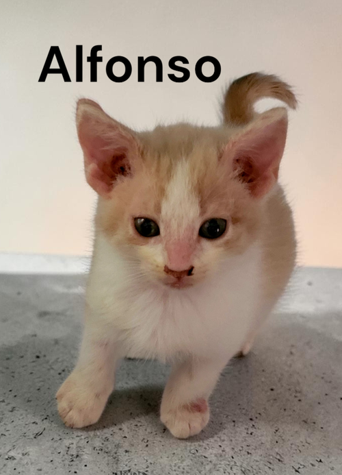 Photo 2 of Alfonzo