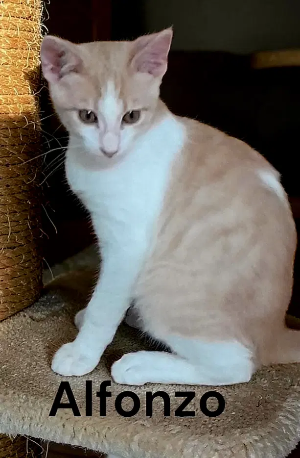 Alfonzo - Tabby