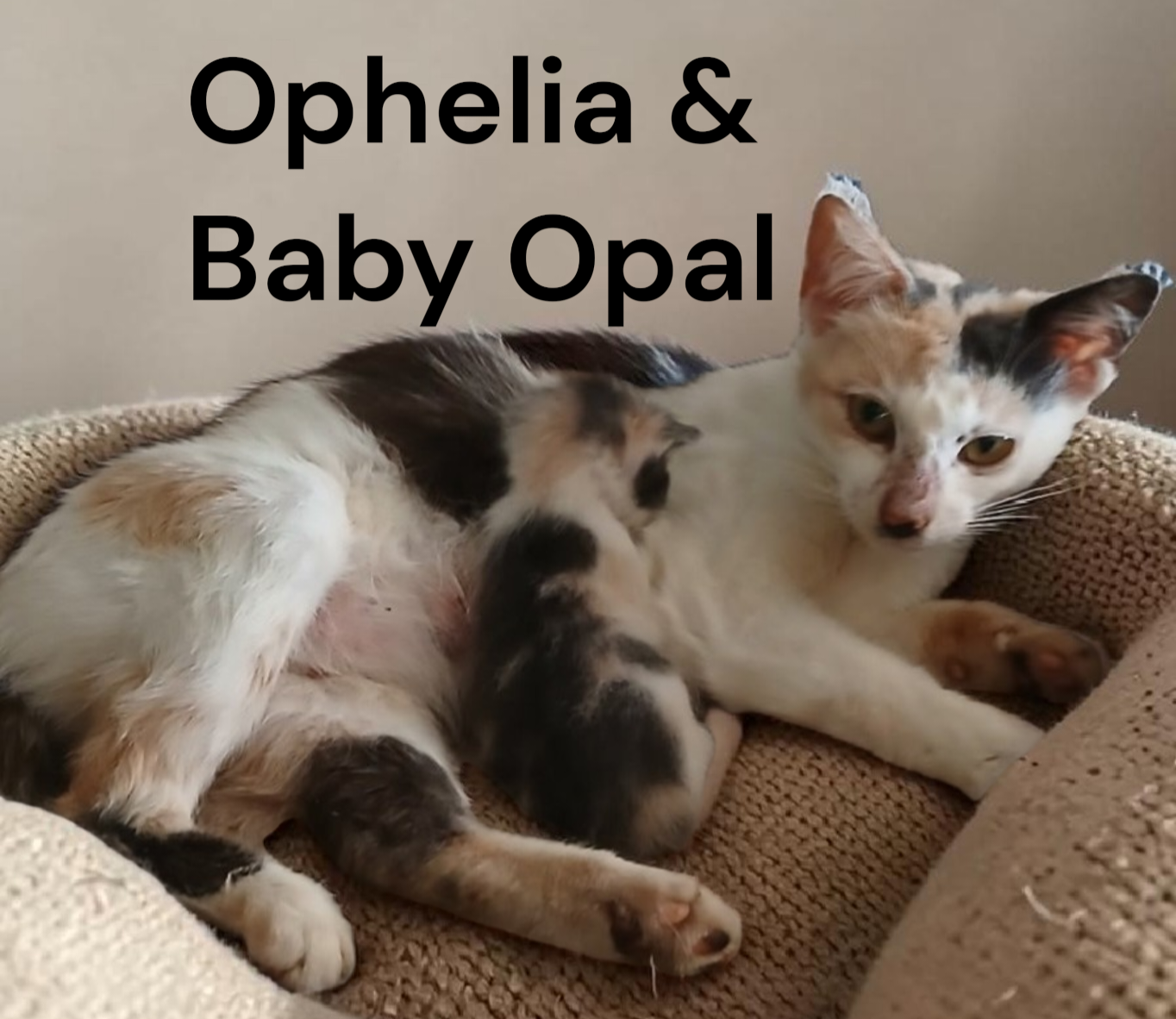 Ophelia, photo 4