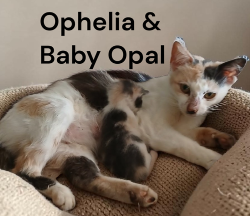 Photo 3 of Ophelia