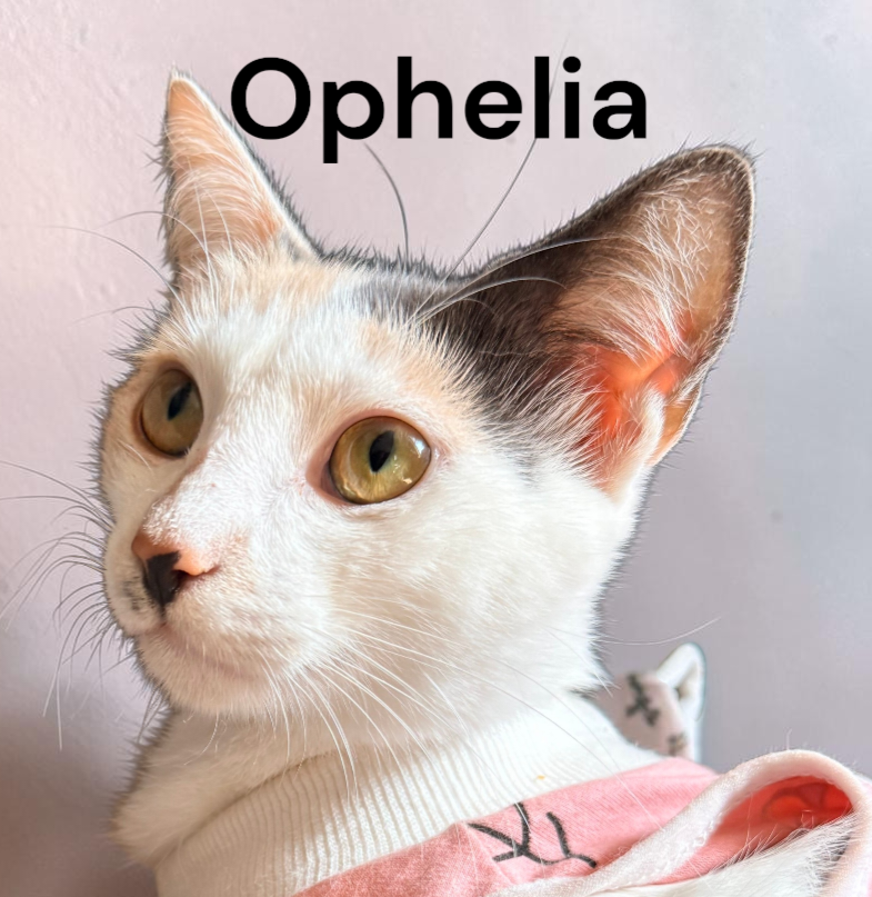 Ophelia, photo 3