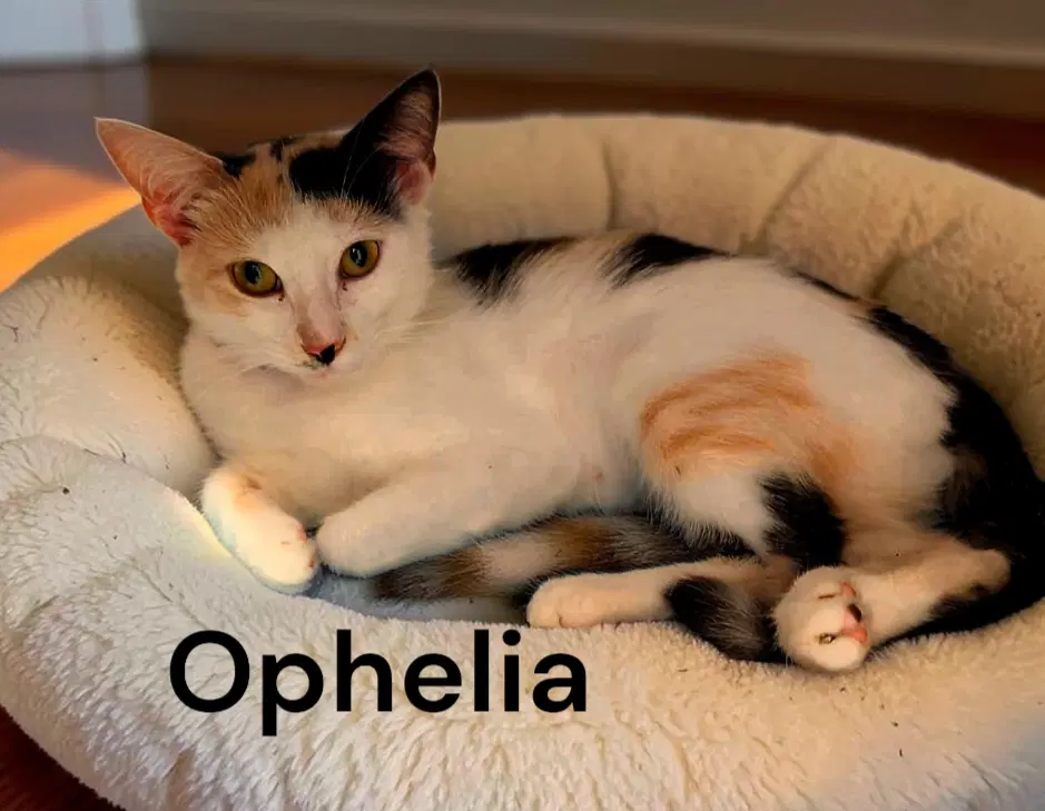 Ophelia - Calico