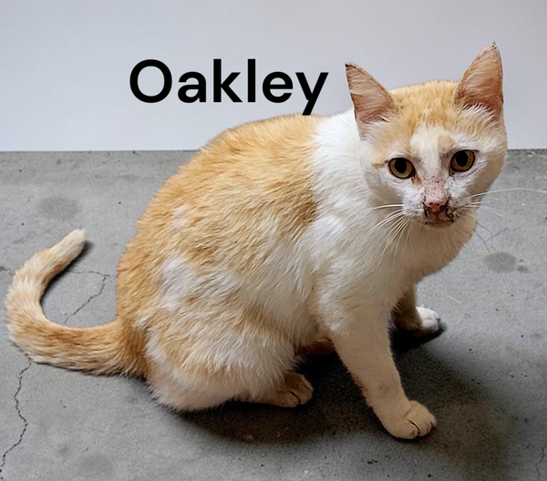 Oakley