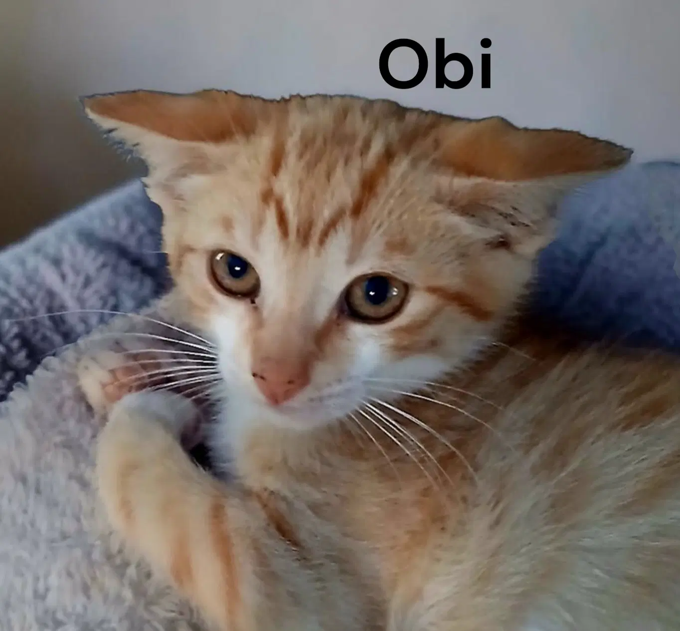 Obi image 2