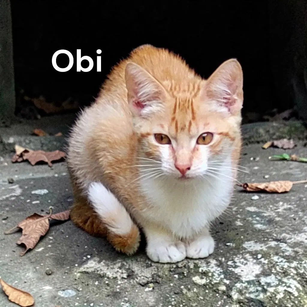 Obi - Domestic Short Hair
