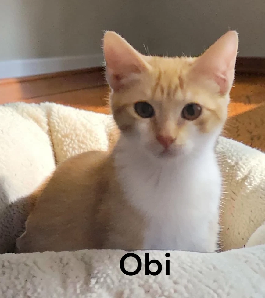 Obi