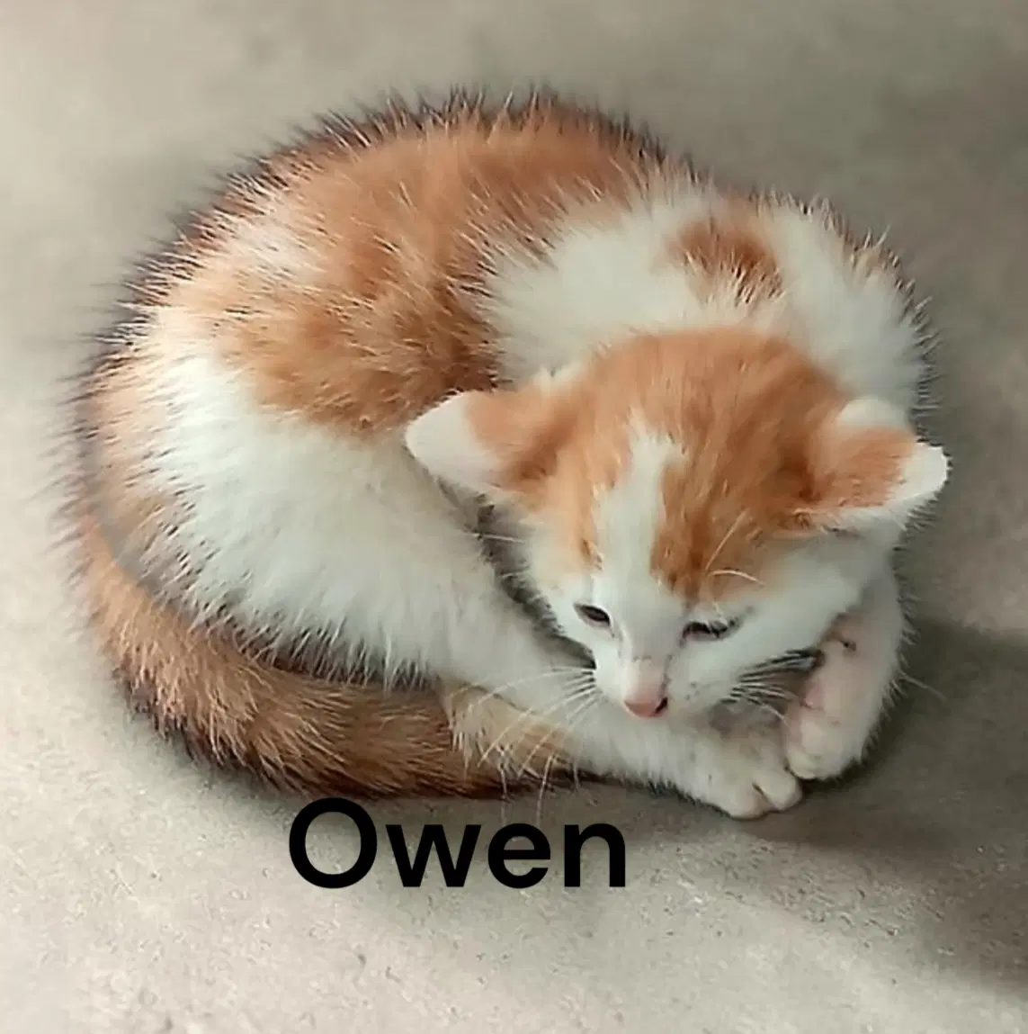 Owen image 3