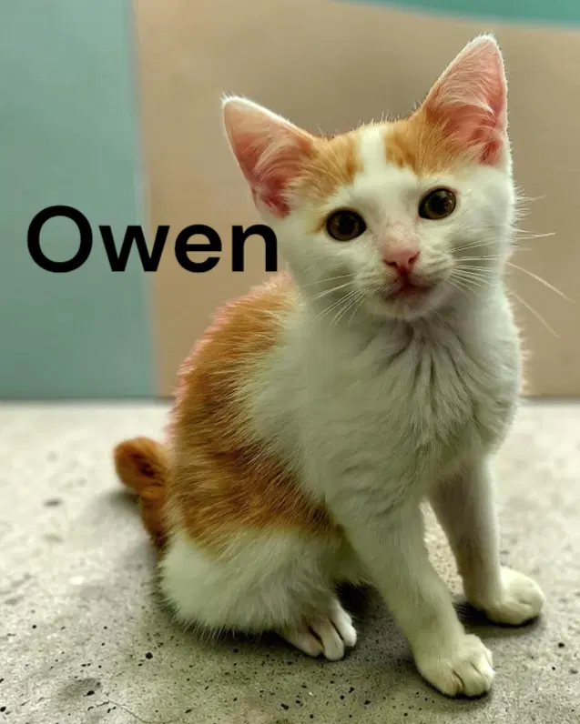 Owen image 2