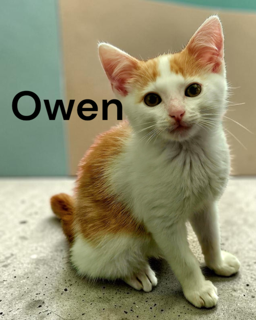Photo 2 of Owen