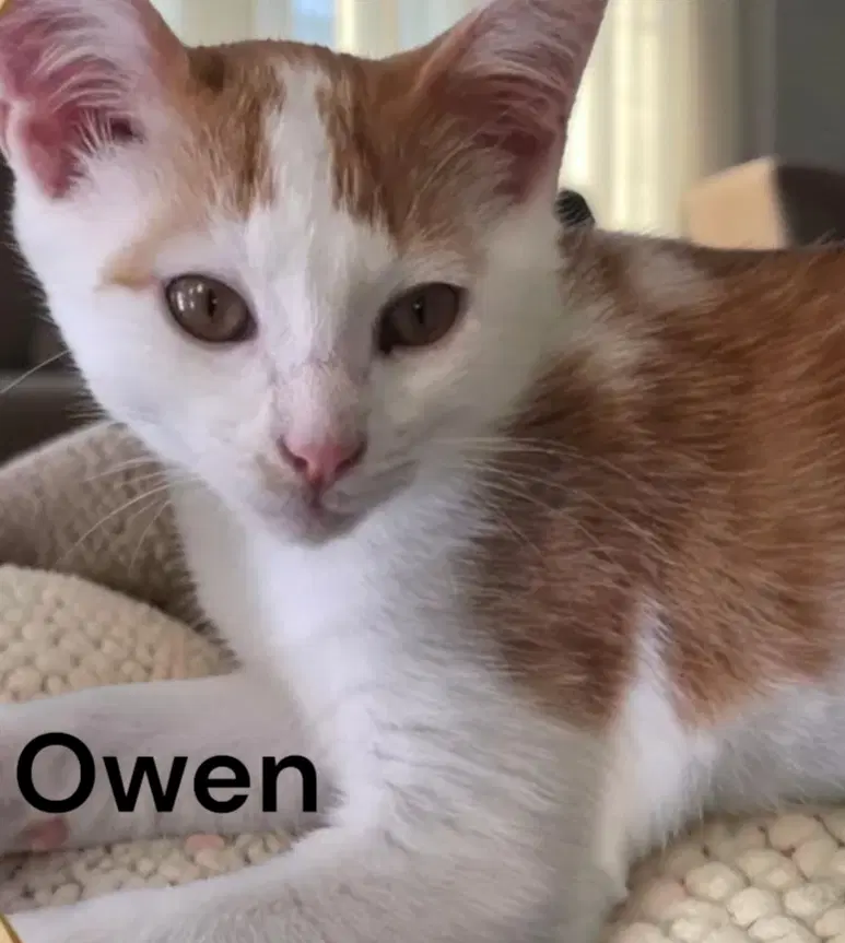 Owen - Domestic Short Hair