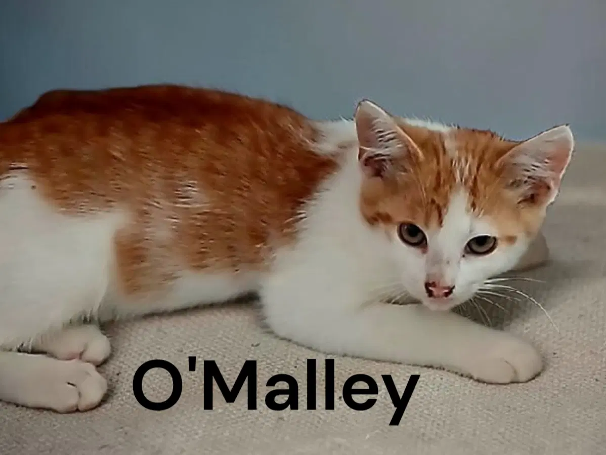 O'malley image 2