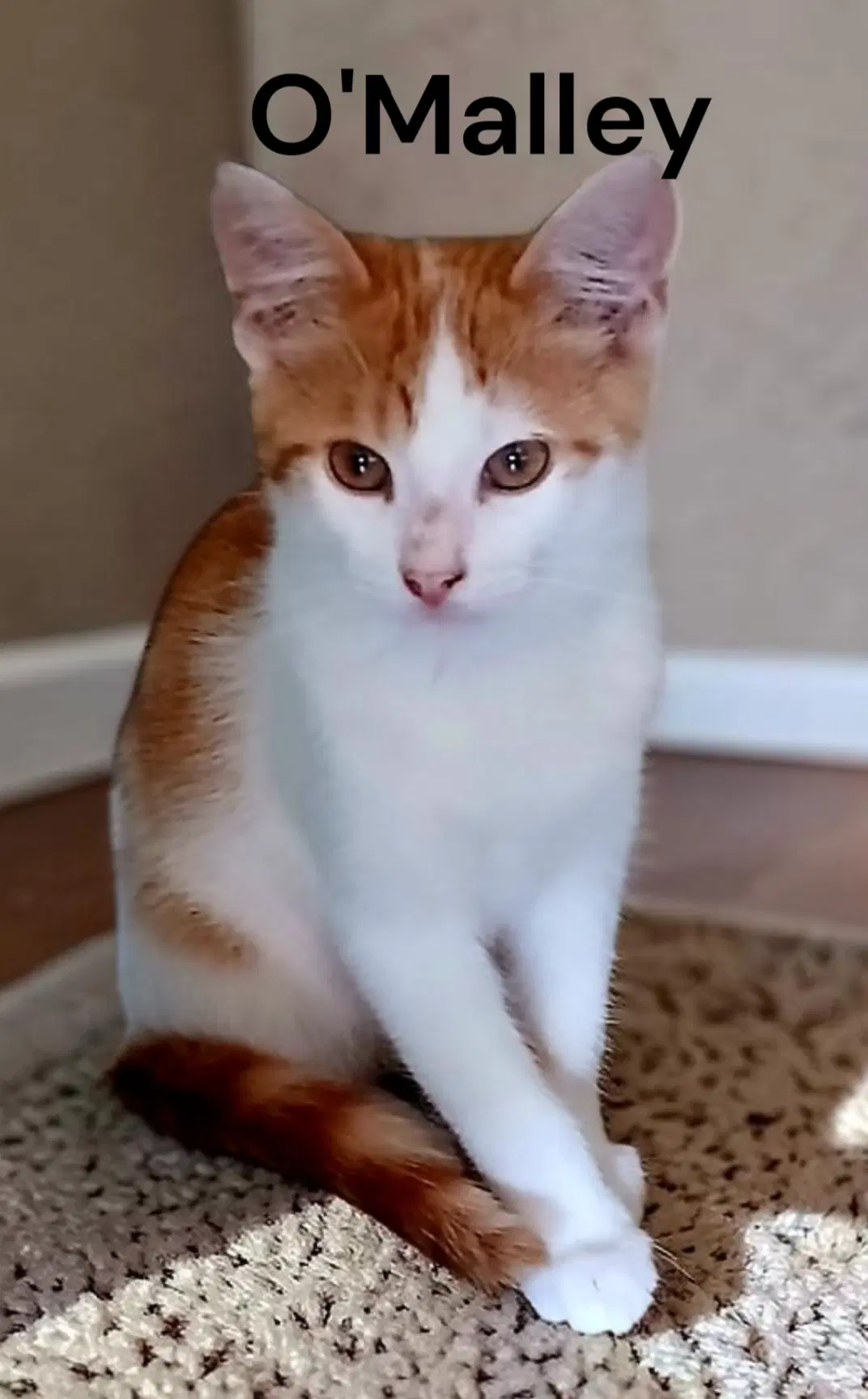 O'malley - Domestic Short Hair