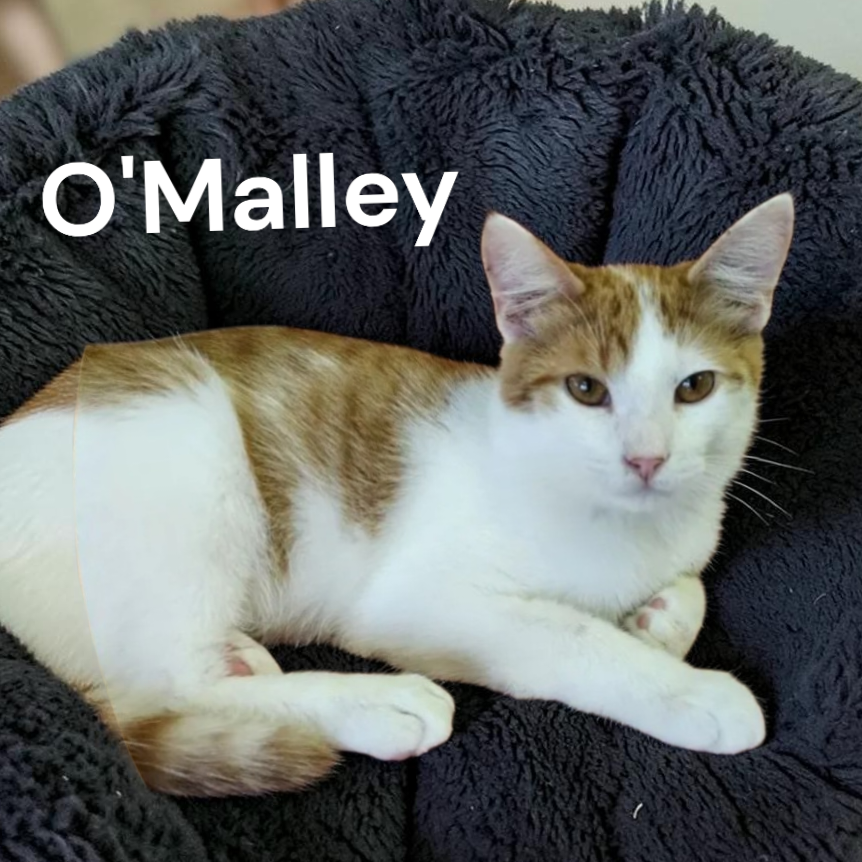 O'Malley