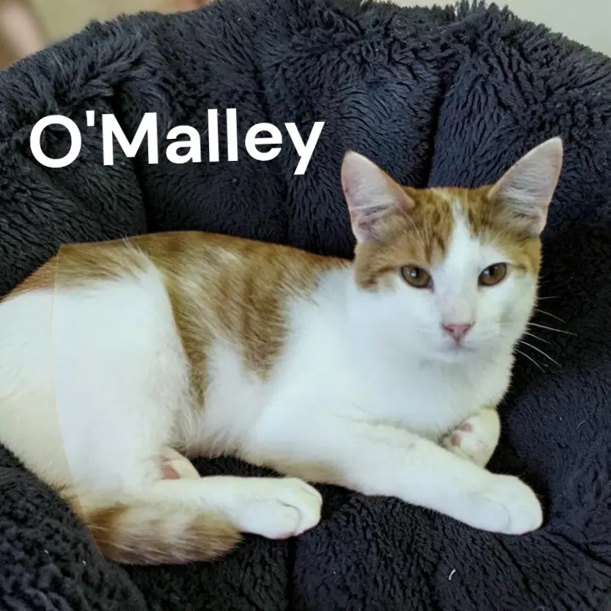 O'malley - Domestic Short Hair