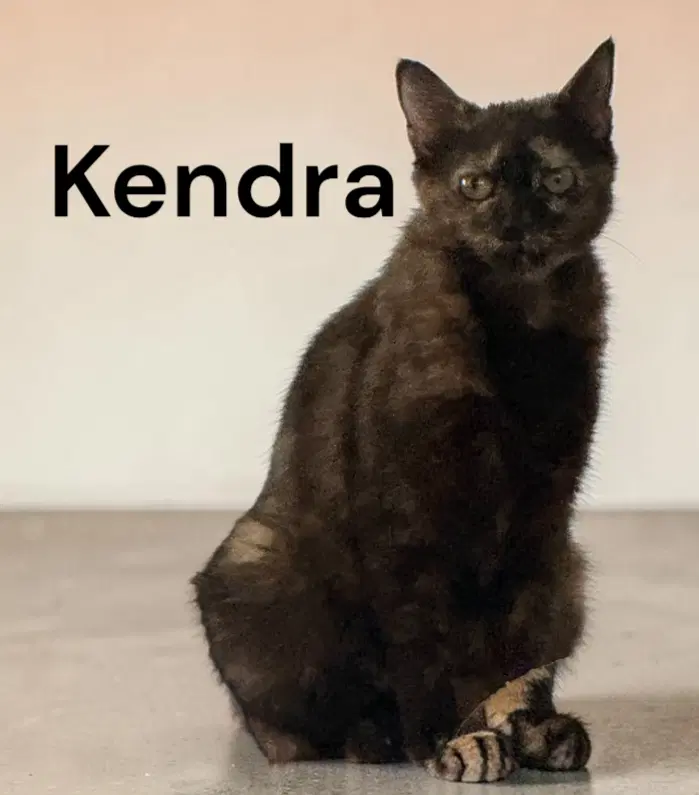 Kendra image 2