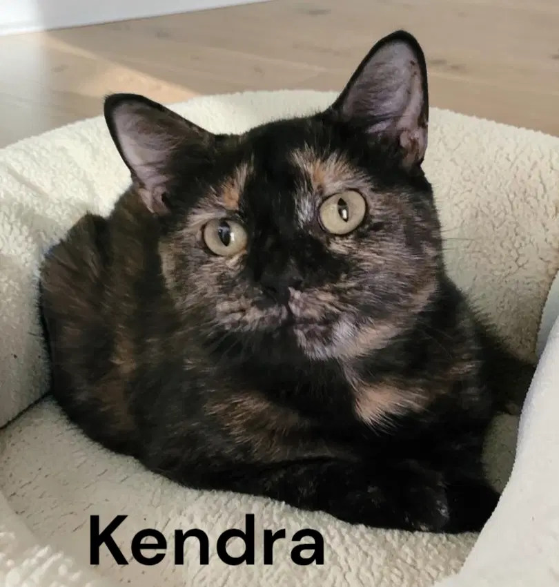 Kendra - Tortoiseshell