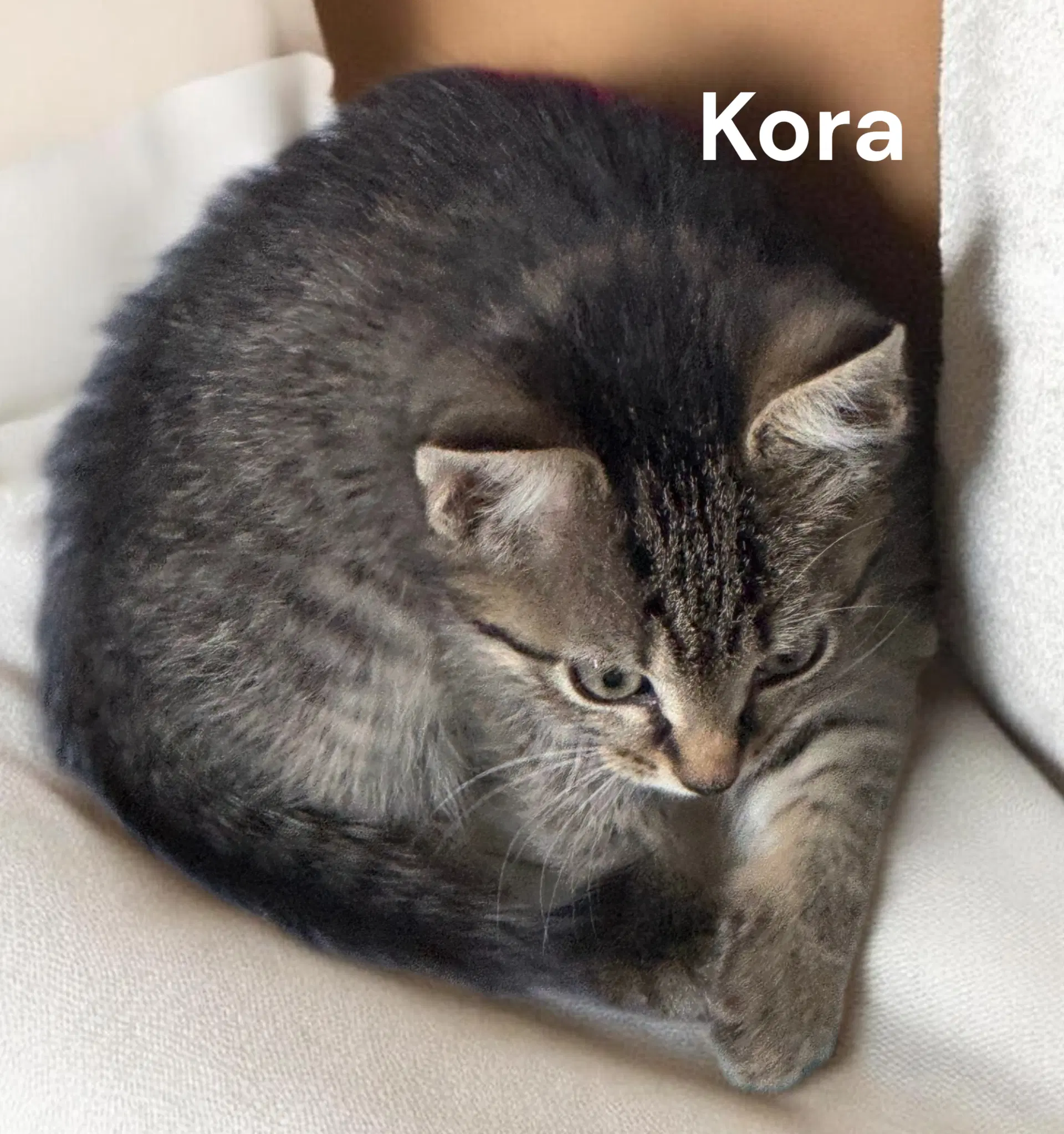 Kora - Tabby