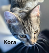 Kora
