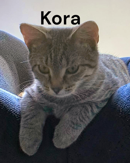 Kora, a cat for adoption from Garfield's Rescue, Inc.
