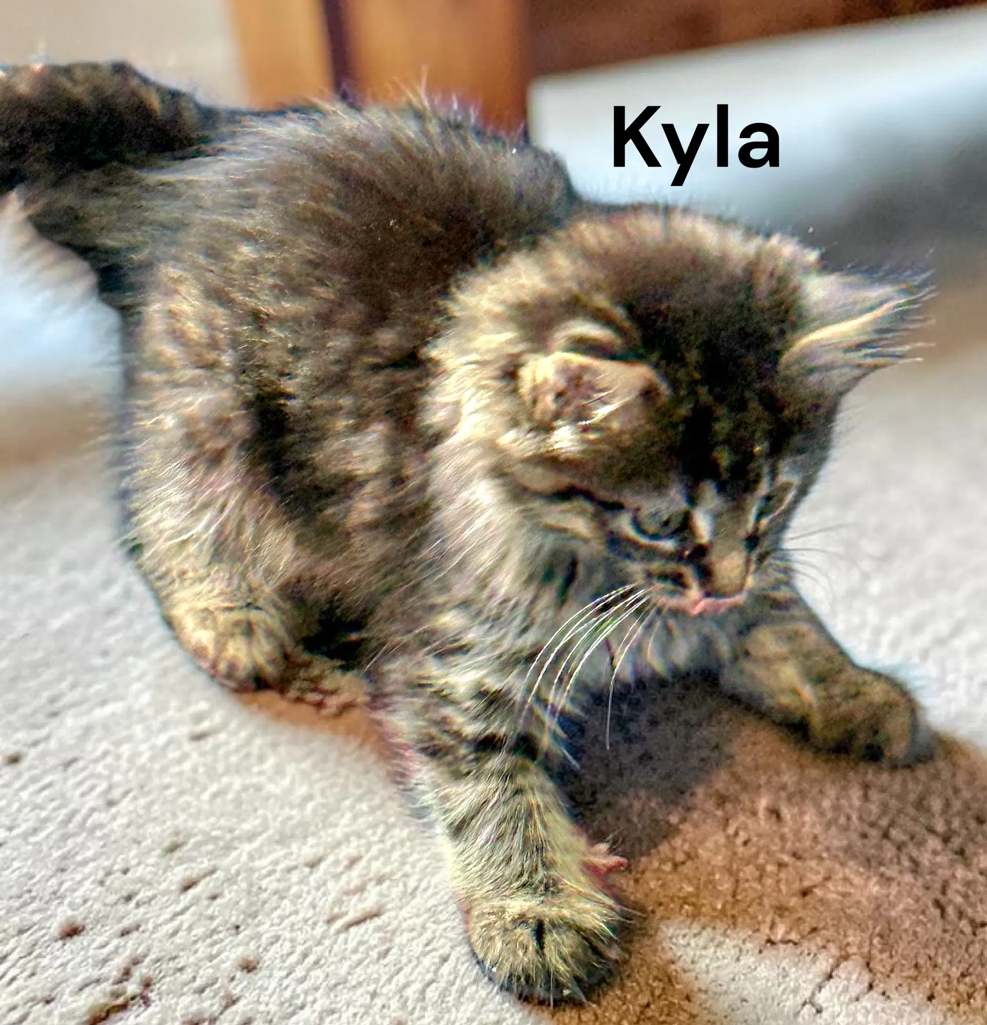 Kyla - Tabby