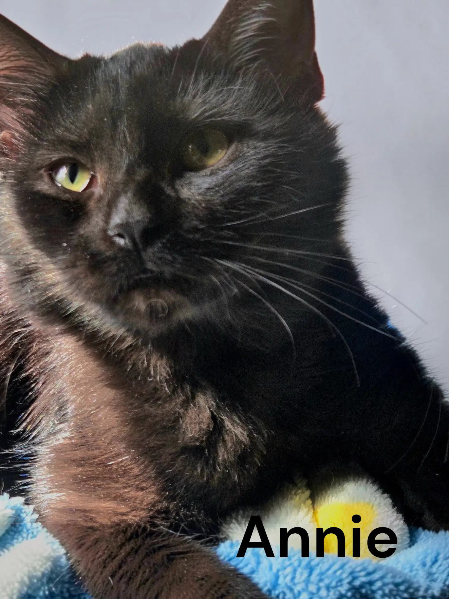 Annie - Domestic Medium Hair