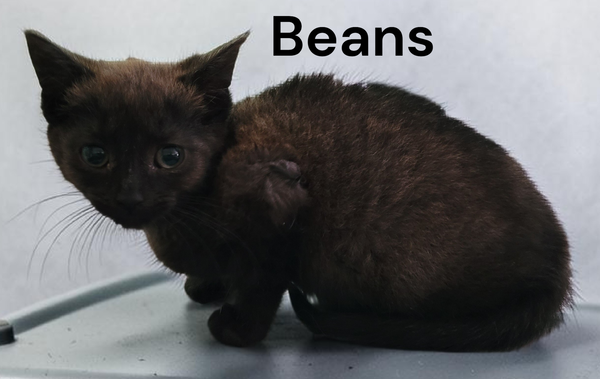 Beans