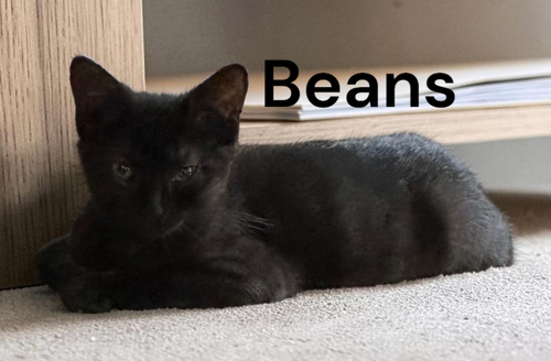 Beans