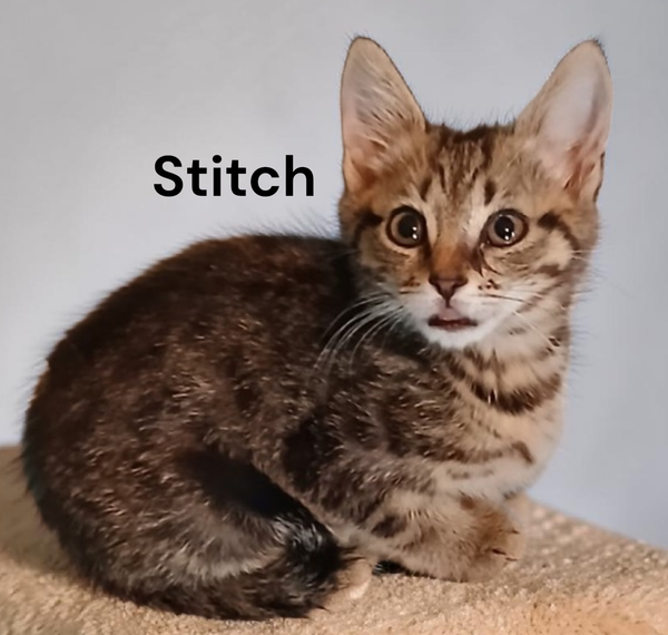 Stitch