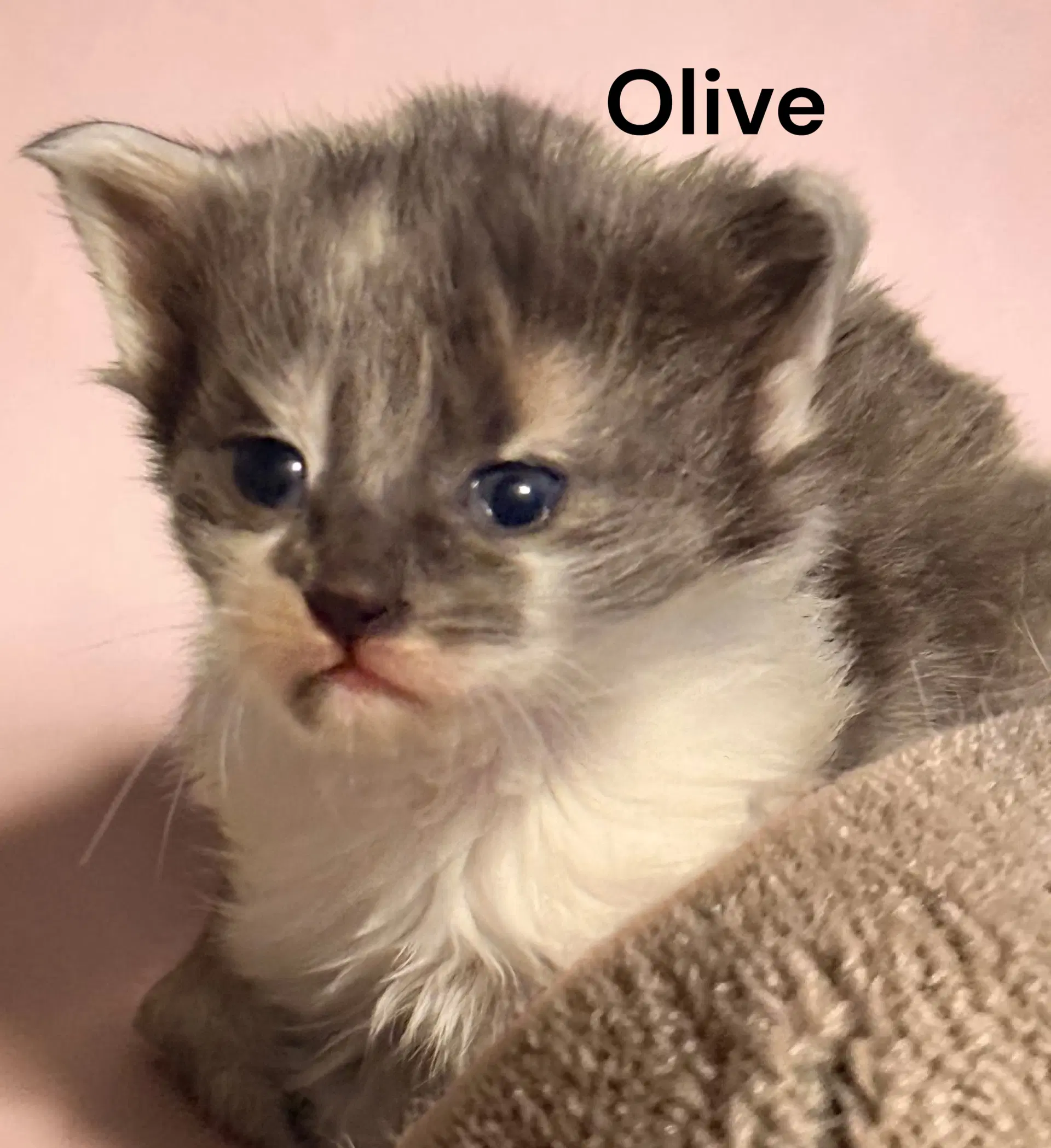 Olive image 3