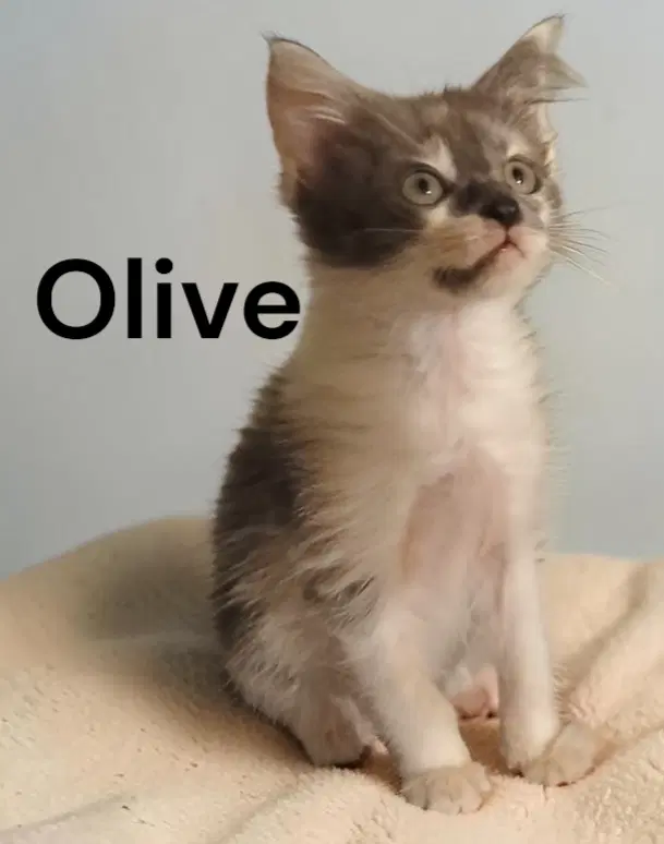 Olive - Dilute Calico
