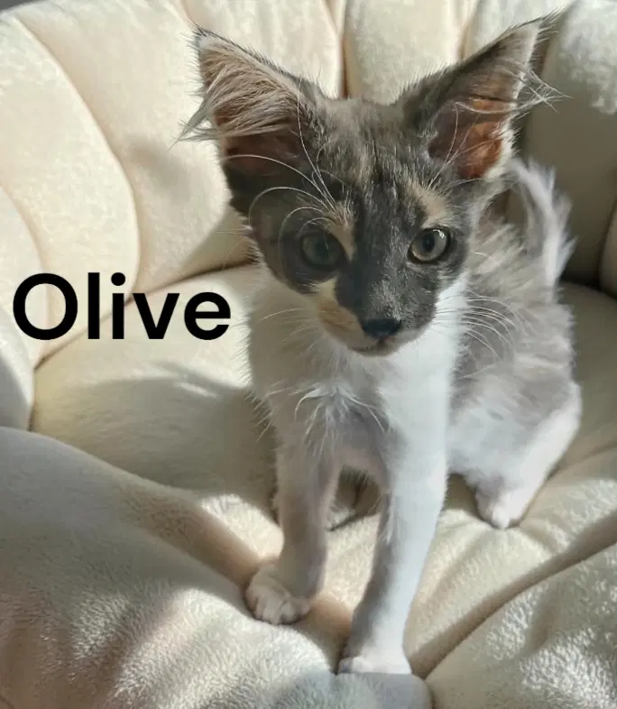 Olive image 2