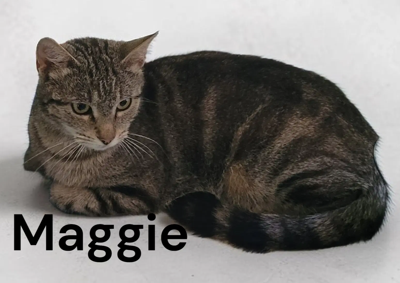 Maggie image 3