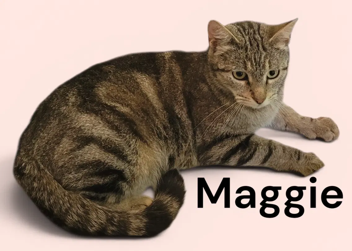 Maggie - Tabby