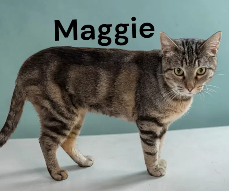 Maggie image 2