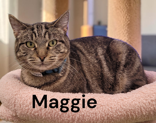 Maggie, a cat for adoption from Garfield's Rescue, Inc.