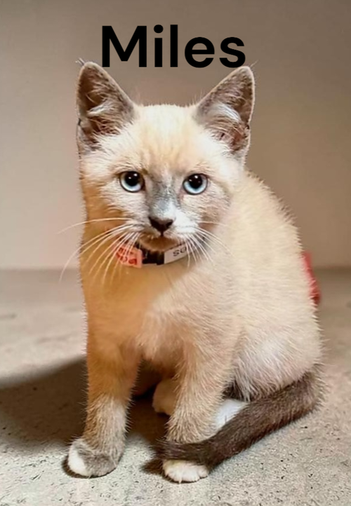 Miles, an adoptable Colorpoint Shorthair in Kilmarnock, VA