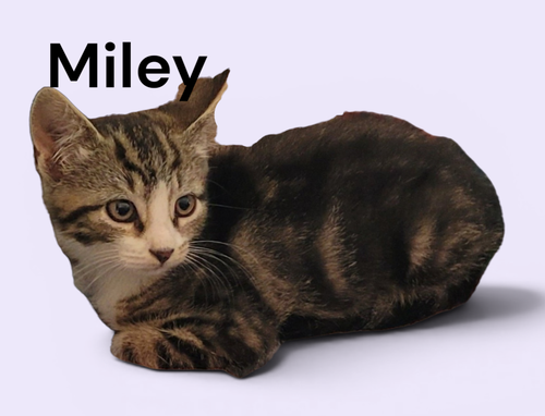 Miley
