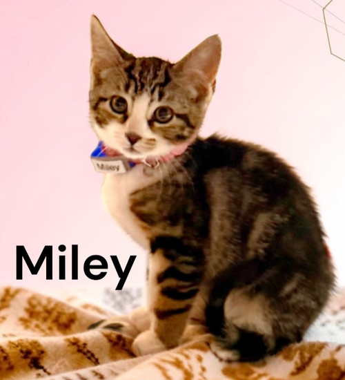 Miley, an adoptable Tabby in Kilmarnock, VA