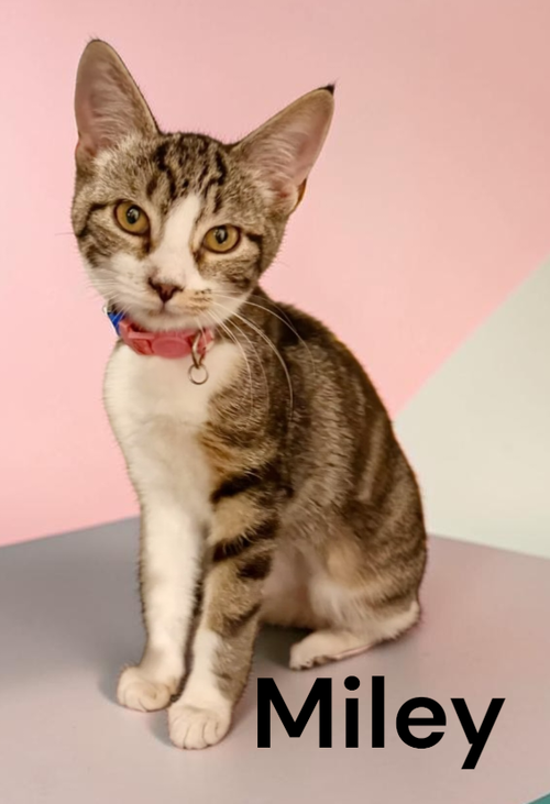 Miley, a cat for adoption from Garfield's Rescue, Inc.