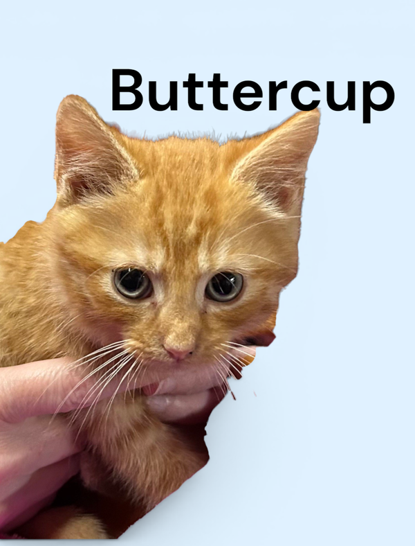 Buttercup