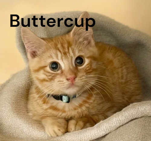 Buttercup
