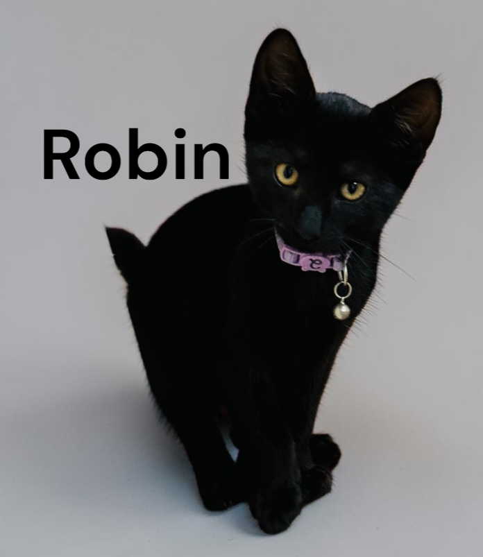 Robin